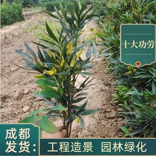 十大功劳苗四季不落叶灌木成都发货盆栽花镜绿篱苗木绿化工程苗