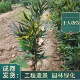 十大功劳苗四季 不落叶灌木成都发货盆栽花镜绿篱苗木绿化工程苗