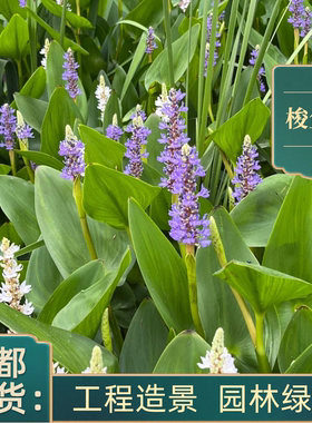 水生花卉植物梭鱼草 海寿花 池塘绿化挺水生植物湿地浮岛净化水质
