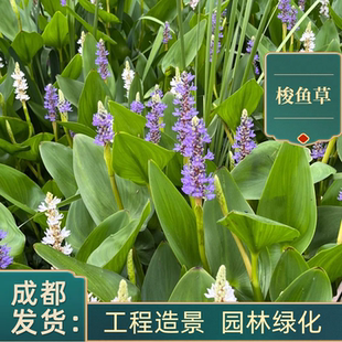 水生花卉植物梭鱼草 池塘绿化挺水生植物湿地浮岛净化水质 海寿花