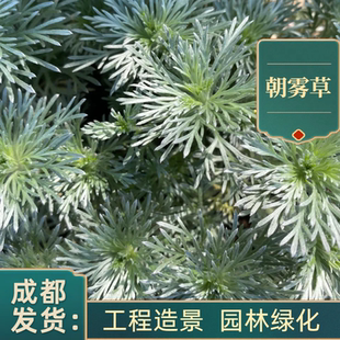 朝雾草耐寒盆栽银叶菊芙蓉菊花境植物成都园林造景绿化苗木被植物
