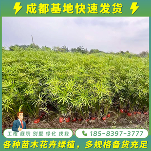 成都水生苗圃基地水竹莎草旱伞草伴水生挺水植物池塘鱼池公园造景