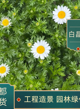 白晶菊盆栽白晶菊小苗花苗阳台基地直销花卉开花好养植物阳台庭院