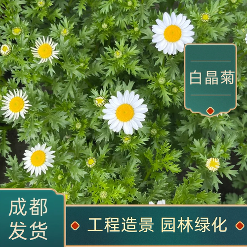 白晶菊盆栽小苗开花好养阳台