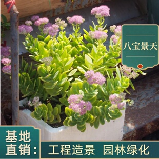 八宝景天蝎子草华丽三七蚊虫叮咬止痒跌打损伤盆栽绿植多年生耐热