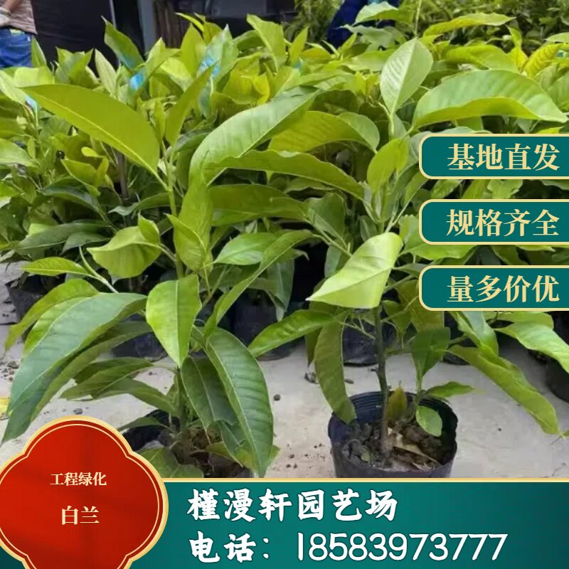 四季白兰花盆栽树苗矮化室内花卉浓香型带花苞黄角兰庭院大型绿植