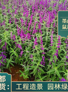 花镜墨西哥鼠尾草 林荫鼠尾草盆栽 阳台庭院多年生带花耐热好养