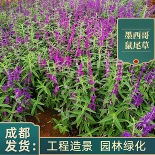 花镜墨西哥鼠尾草 林荫鼠尾草盆栽 阳台庭院多年生带花耐热好养