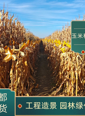 优质玉米秸秆压块牛羊马干草料干净无土无膜大小包装包邮