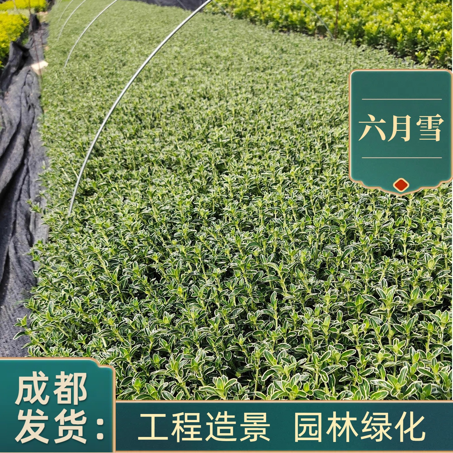 金边提六月雪盆栽绿化工程绿植