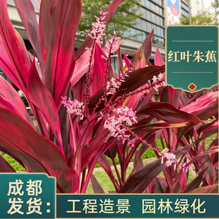 红叶朱蕉植物盆栽庭院绿植可水培净化空气成都盆景绿化工程花镜