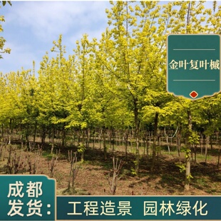 金叶复叶槭树苗盆栽庭院别墅绿化工程苗四季常青耐寒耐旱成都基地