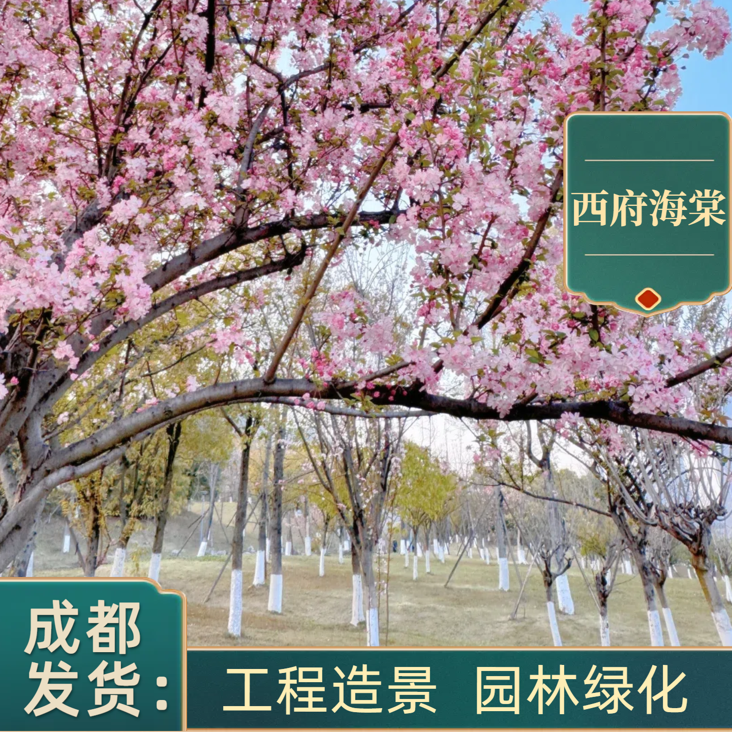 成都西府海棠垂丝海棠铁根海棠乔木开花树木苗工程植物庭院种植,鲜花速递/花卉仿真/绿植园艺,行道树/乔木,淘宝优惠券,粉丝福利购,淘宝优惠卷