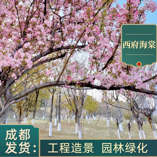 成都西府海棠垂丝海棠铁根海棠乔木开花树木苗工程植物庭院种植