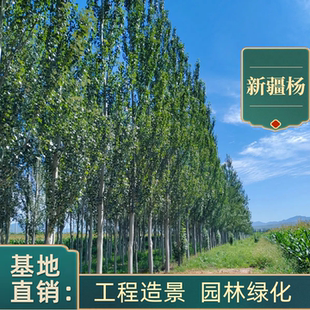 新疆杨树行道树白杨绿化工程庭院成都乔木速生杨树苗河提植树造林