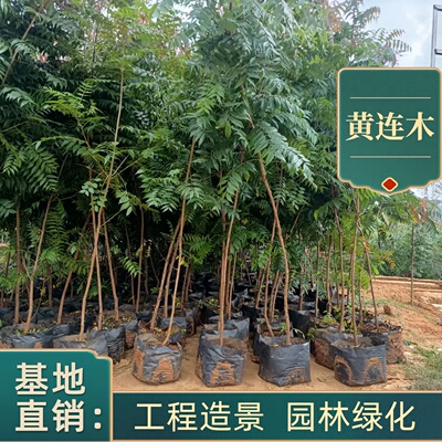 黄连木树苗行道树盆栽大树基地
