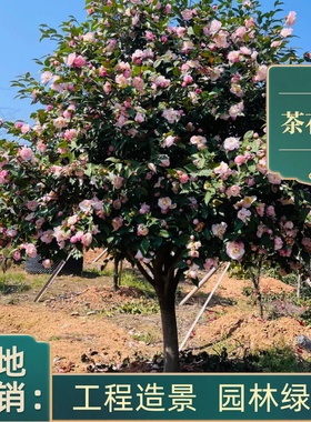 香妃茶花大树地栽浓香型山茶花树苗庭院别墅花卉耐热耐寒绿化工程