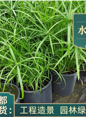 水生水培挺水植物水竹风车草盆栽鱼缸池塘水养绿植旱伞草养龟水草