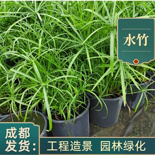 水生水培挺水植物水竹风车草盆栽鱼缸池塘水养绿植旱伞草养龟水草