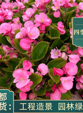 四季秋海棠好养易活时令花卉室内盆栽净化空气美观带花发货包邮