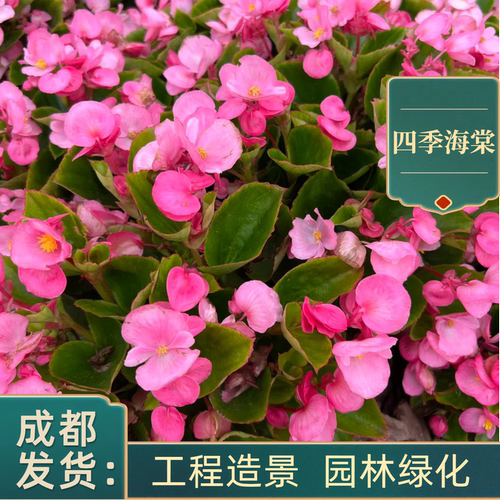 带花四季海棠花好养易活多年生
