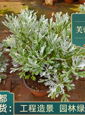 芙蓉菊盆栽玉芙蓉海芙蓉绿植户外室内庭院园林花园别墅绿化好养