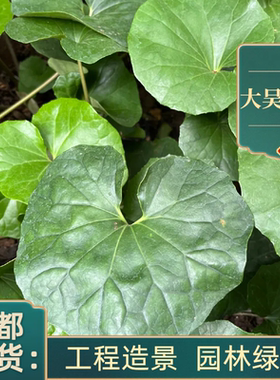 成都大叶吴风草盆栽花苗四季养耐寒耐热耐阴庭院花卉绿植工程绿植