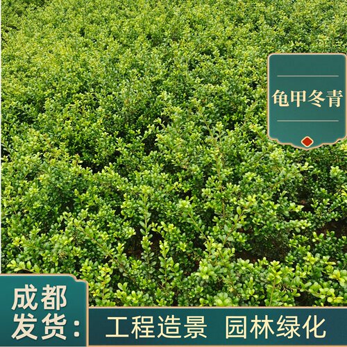 龟甲冬青球盆栽庭院别墅绿篱造型