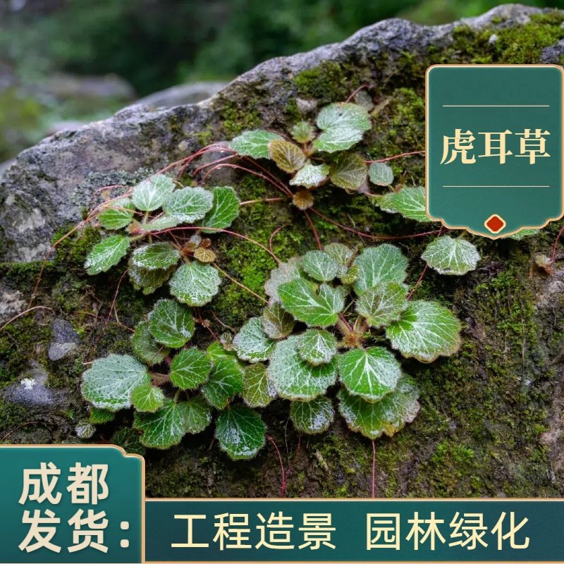 虎耳草盆栽庭院别墅绿植成都基地