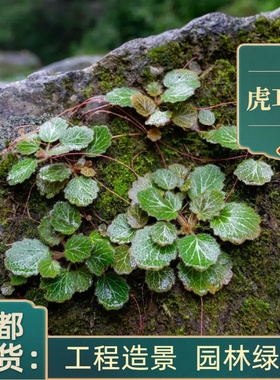 虎耳草盆栽庭院别墅绿化工程苗基地植物花卉花镜虎耳草苗绿植耐阴