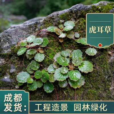 虎耳草盆栽庭院别墅绿植成都基地