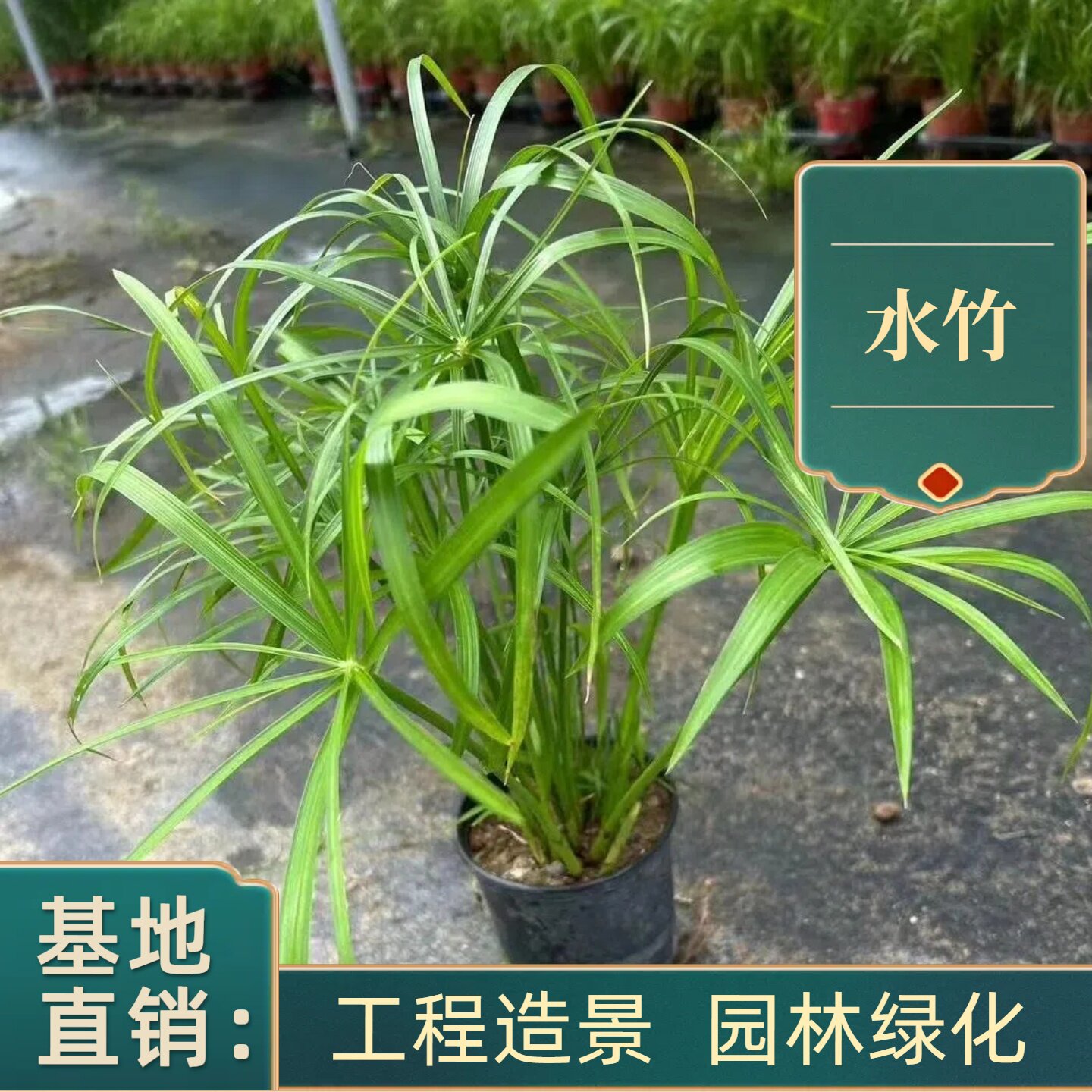 成都水生苗圃基地水竹伴公园造景图片