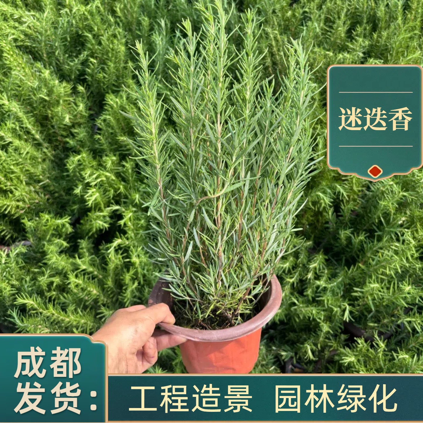 薄荷盆栽迷迭香驱蚊绿植花卉好养图片