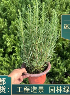 薄荷盆栽迷迭香驱蚊绿植花卉四季常青好养活植物多年生带叶带根
