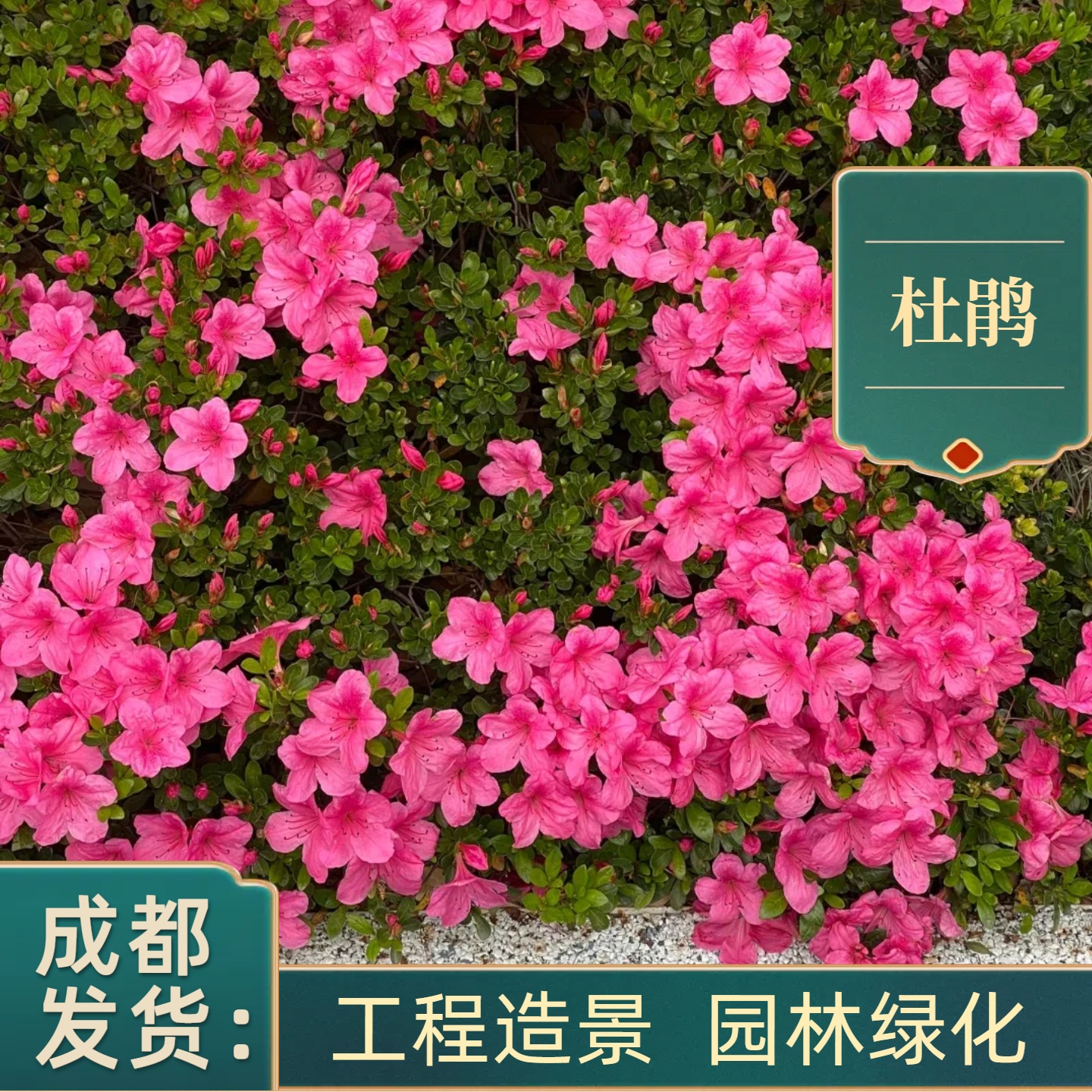 杜鹃花苗盆栽庭院别墅绿化工程