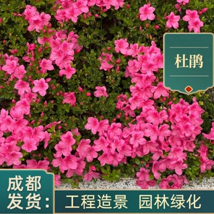 杜鹃花西洋鹃毛娟夏娟盆栽别墅绿化工程苗耐寒耐旱成都基地春娟