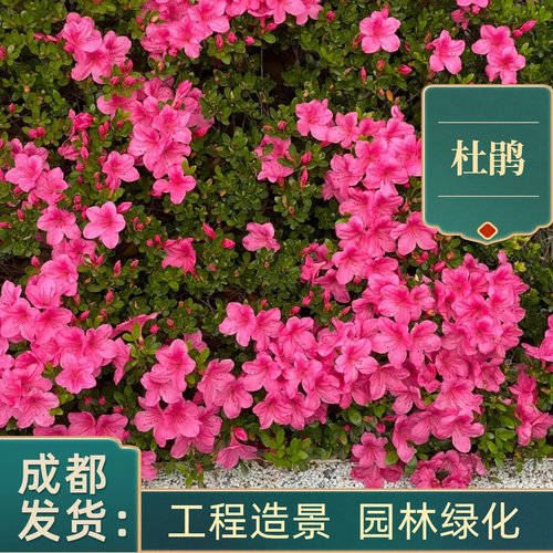 杜鹃花西洋鹃毛娟夏娟盆栽别墅绿化工程苗耐寒耐旱成都基地春娟