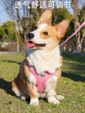 Веревка для подтяжки собаки, маленькая и средняя собака Corki Shiba Inu Ходящая собака веревка может отрегулировать цепь для домашних собак для грудного ремешка