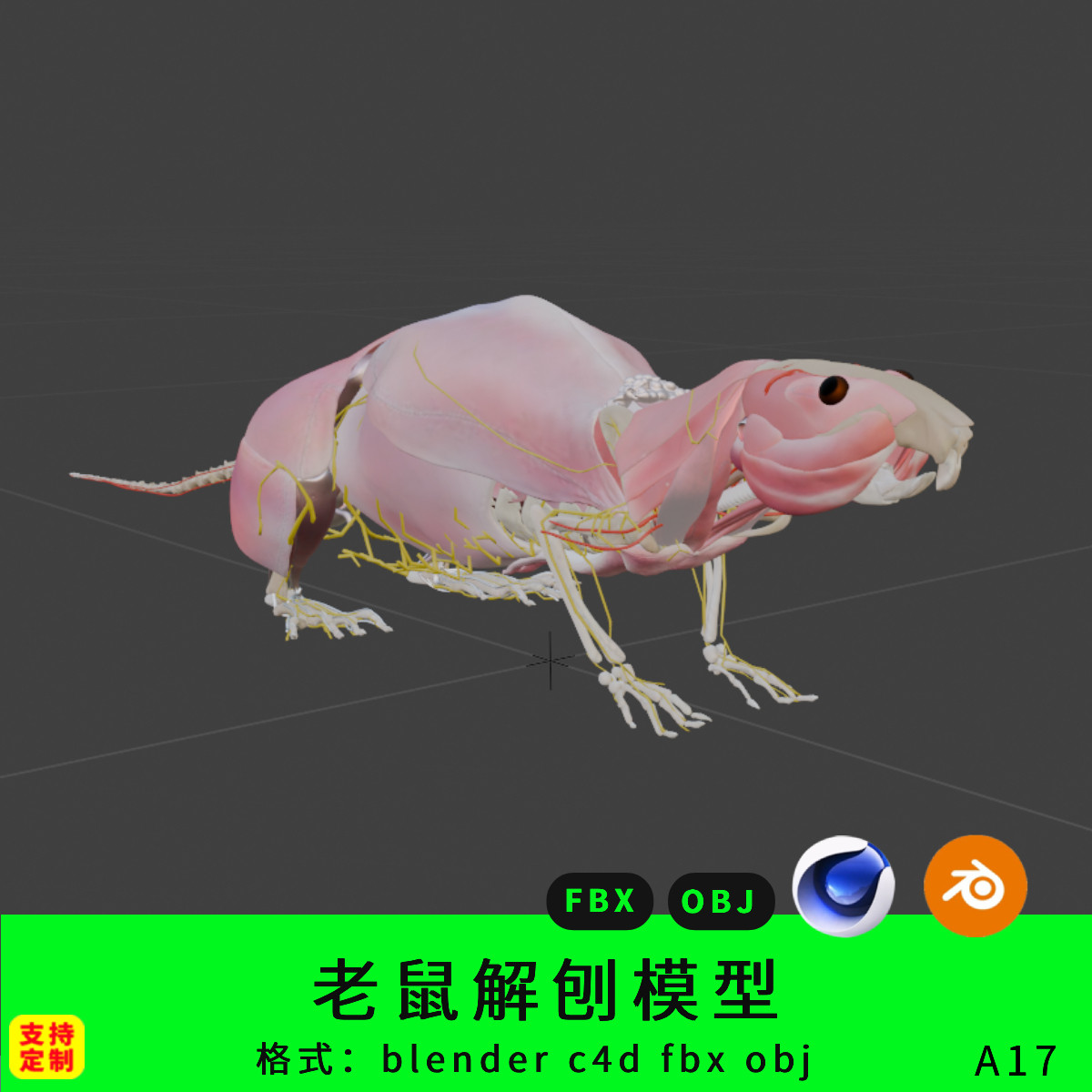 三维模型老鼠解剖肌肉骨骼blender3d模型c4d素材田鼠结构下载