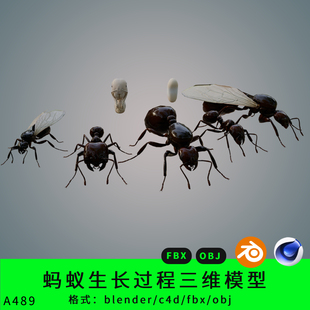 c4d蚂蚁生长过程三维模型3d素材blender obj粘蚂蚁卵幼虫 fbx