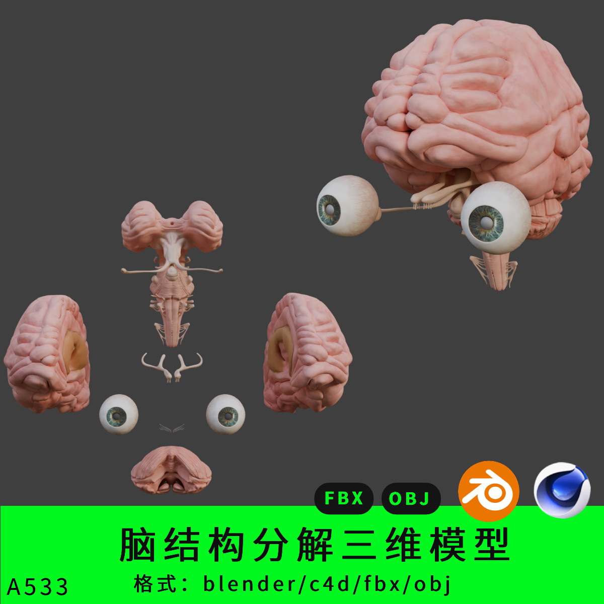 脑子脑干结构三维模型3d素材blender/c4d/fbx/obj拆解内部结构