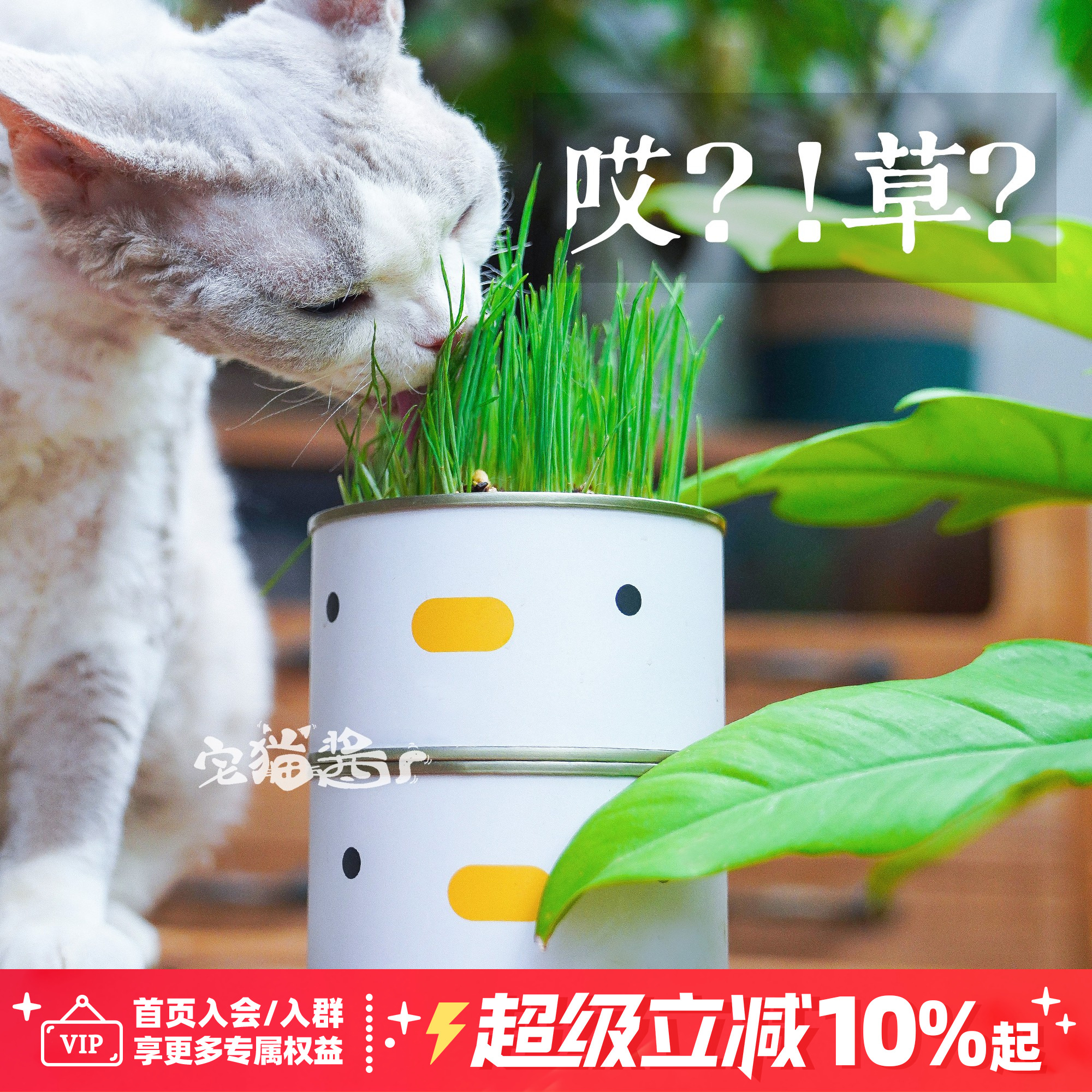 PURROOM小鸡无土水培罐装猫草