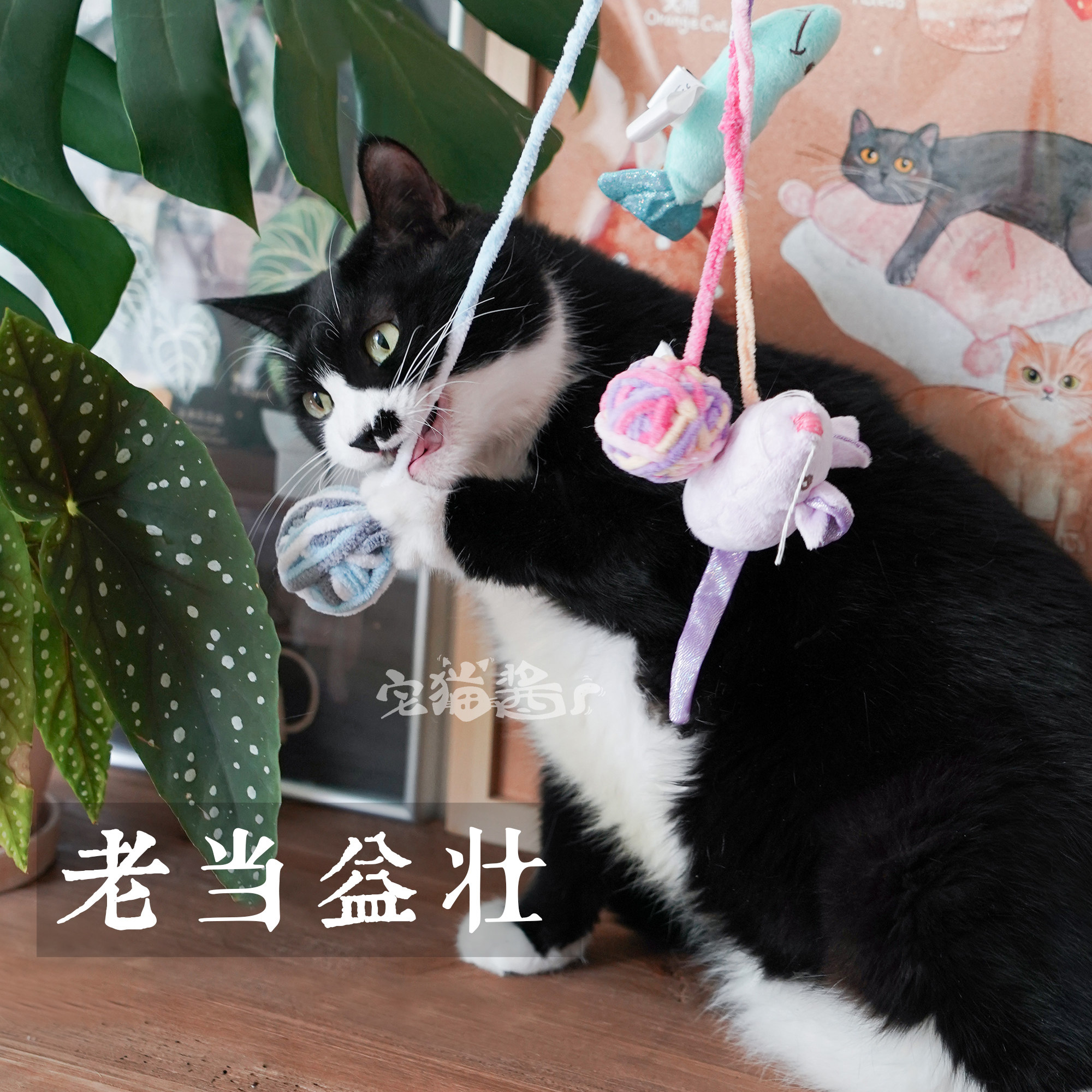 afp毛线球老鼠鱼毛线球猫玩具图片