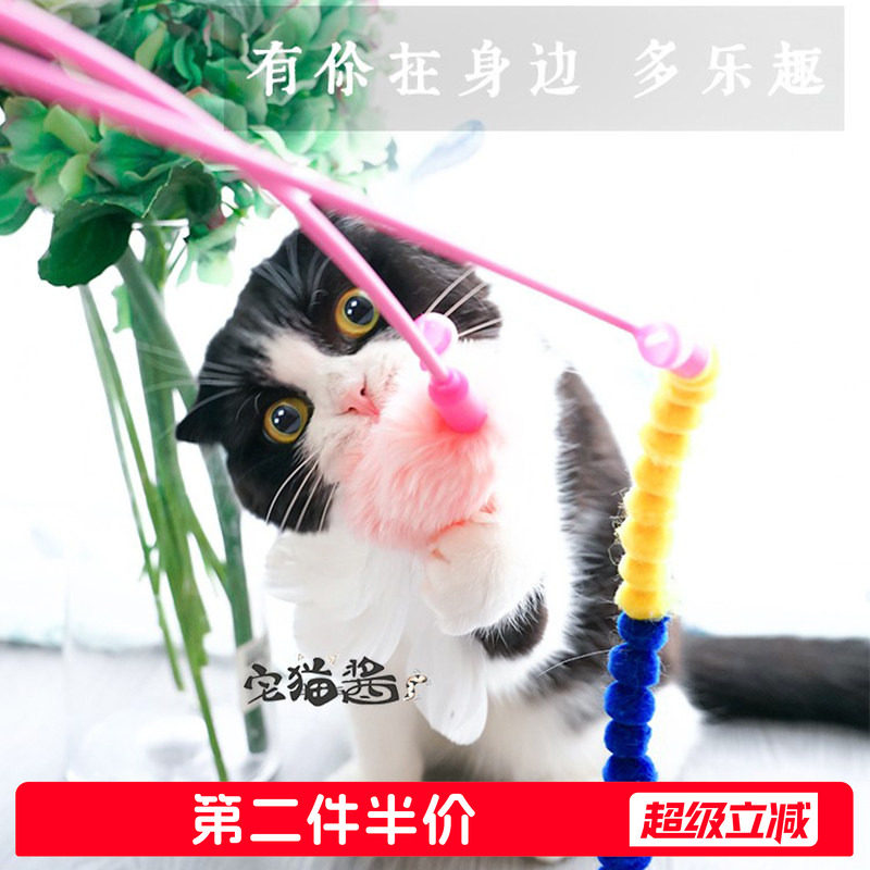 宅猫酱日本petio猫咪图片