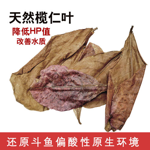 榄仁叶泰国斗鱼免煮鱼缸降酸PH值调节懒人叶包邮小型热带鱼橄榄叶