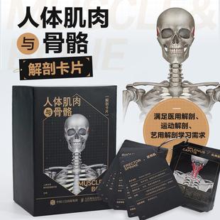 人体肌肉与骨骼解剖卡片 运动解剖图谱 运动骨骼肌肉解剖学