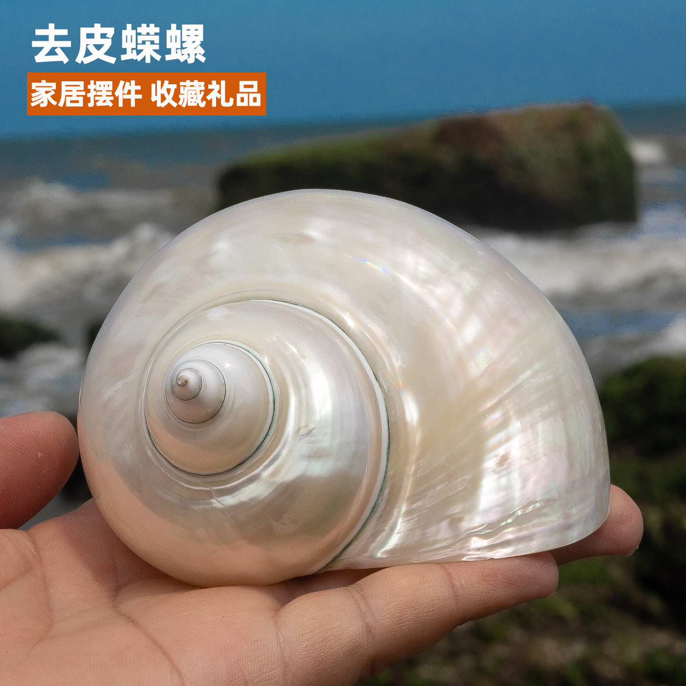 天然海螺貝殼大熒光螺拋光馬蹄螺供佛白色寶塔螺櫥窗裝飾魚缸造景