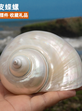 天然海螺贝壳大荧光螺
