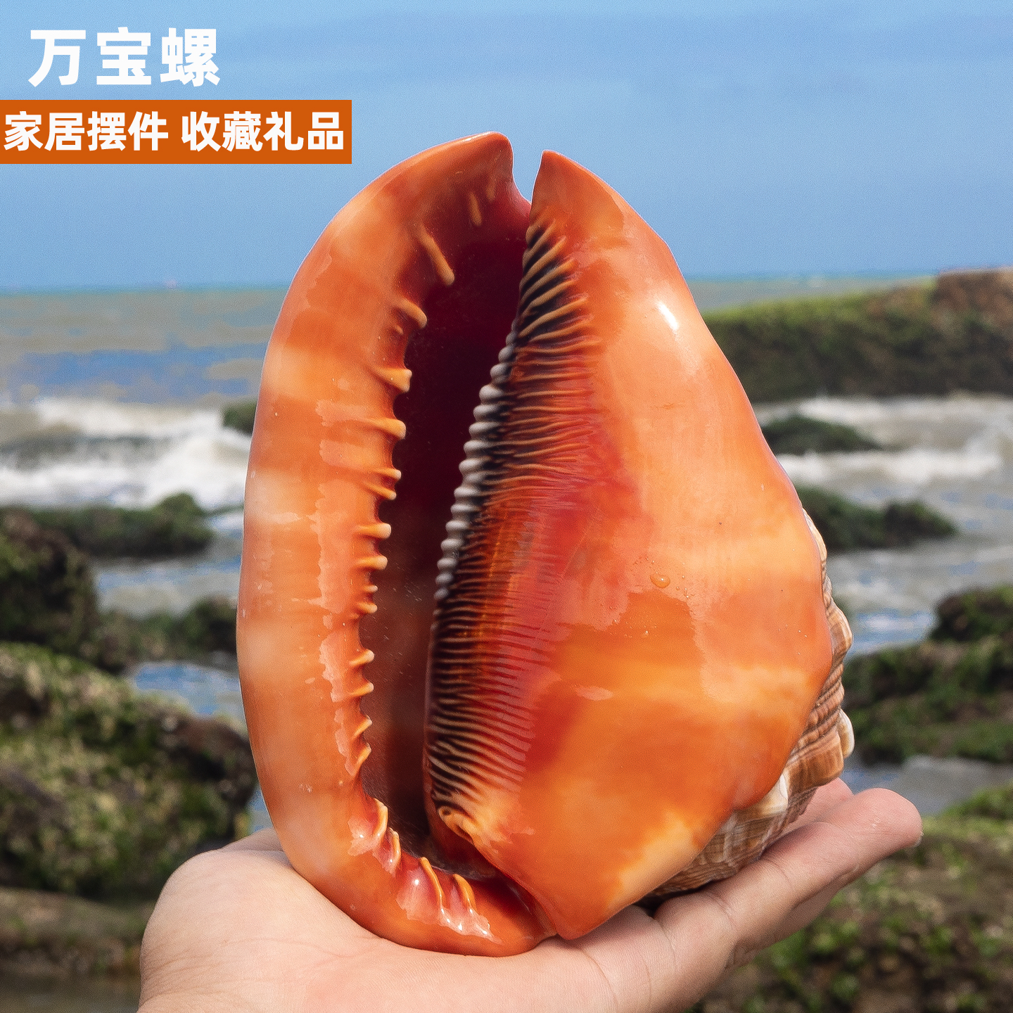 四大名螺萬(wàn)寶螺天然真海螺大貝殼魚缸裝飾家居擺件招財(cái)送禮物收藏