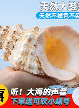 天然海螺贝壳大蛙螺鱼缸造景